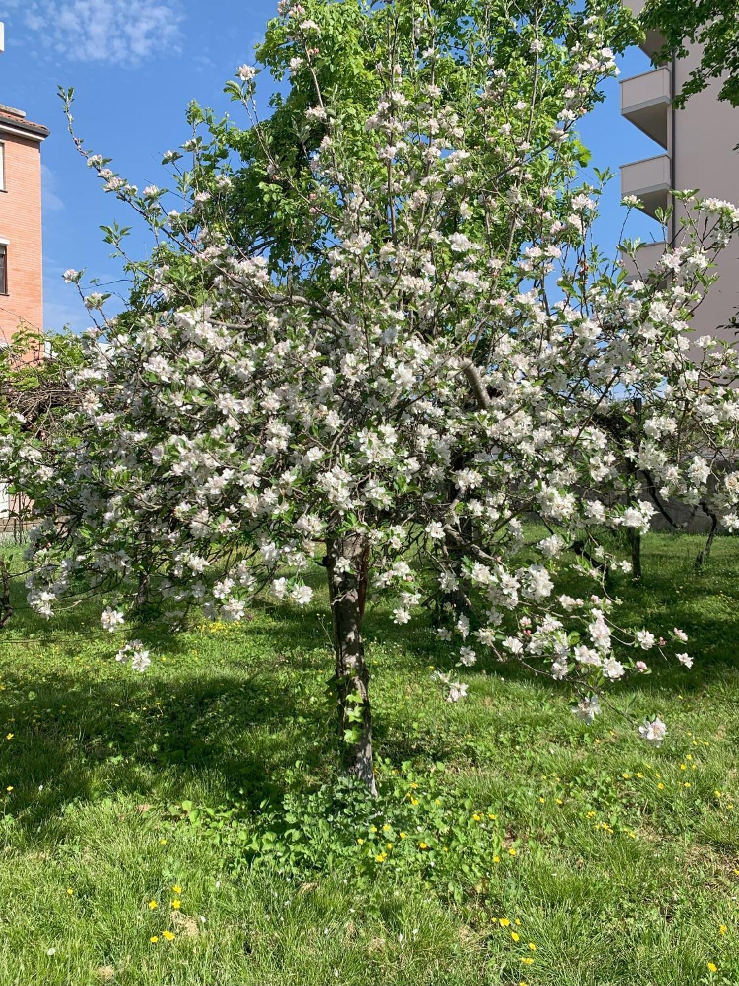 Paradisa28 - Amalfi - Zona Ospedale Cisanello Pisa Eksteriør bilde
