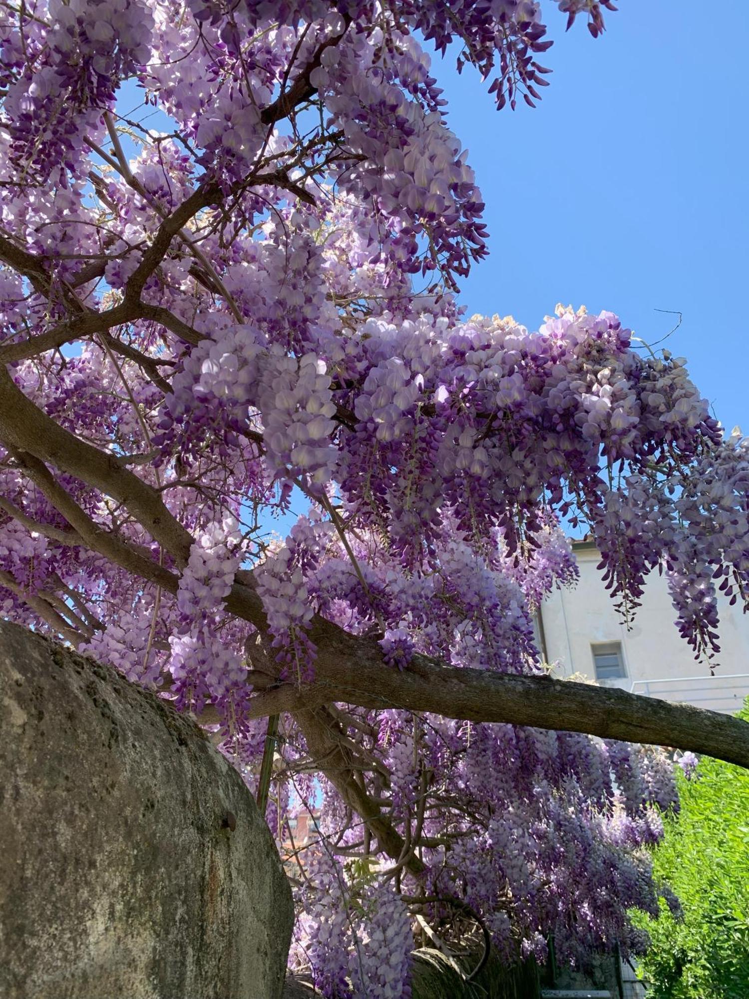 Paradisa28 - Amalfi - Zona Ospedale Cisanello Pisa Eksteriør bilde